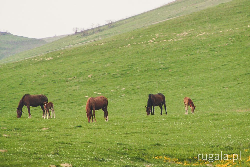 Konie, Góry Sanocko-Turczańskie