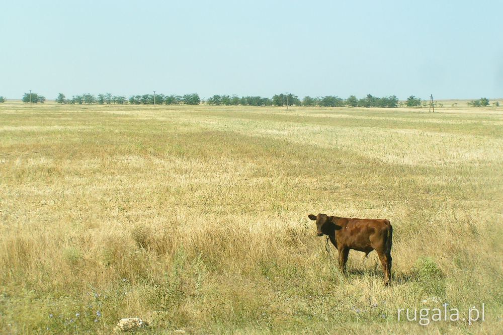 Krymska krowa