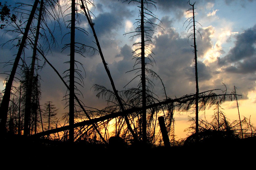 Zniszczony las na stokach Baraniej Góry