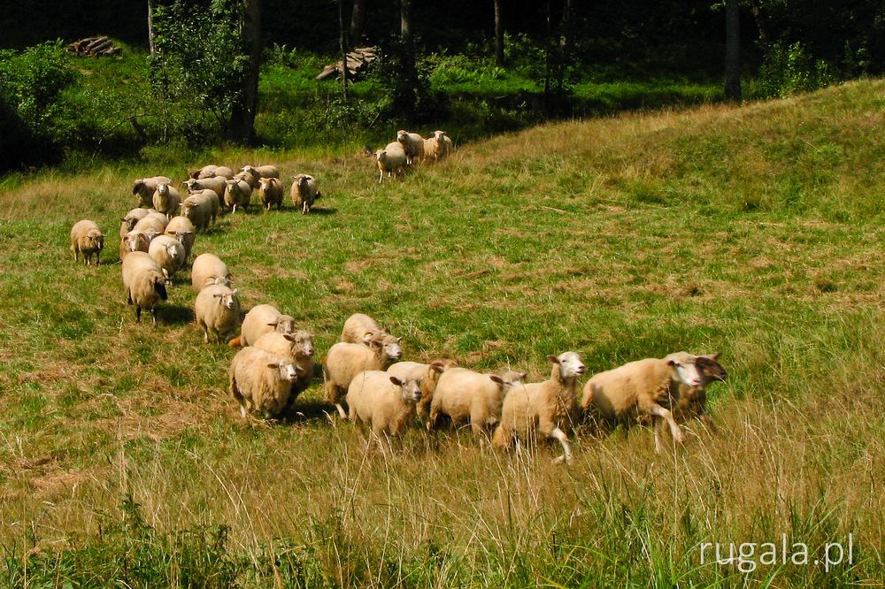 Owce biegną za swoim przewodnikiem, Beskid Niski