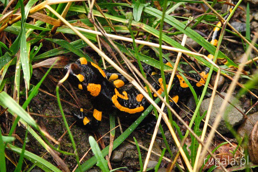 Salamandra salamandra (Salamandra plamista), Magurski Park Narodowy