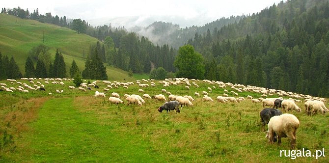 Wypas owiec w Pieninach