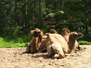 Wielbłądy dwugarbne - baktriany