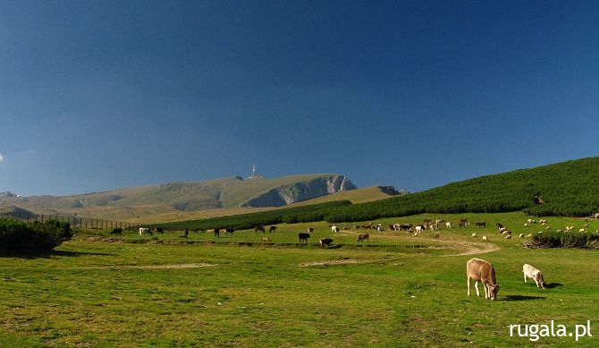 Wypas bydła w okolicy Jepii Mare