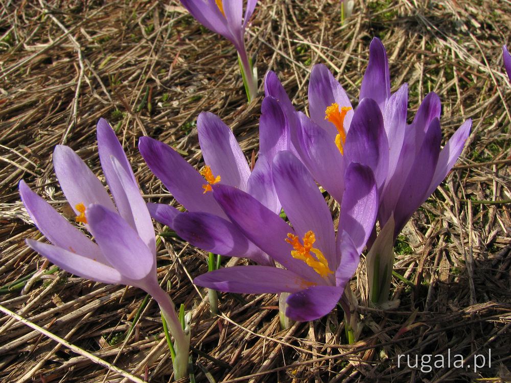 Wiosenne krokusy w Gorcach