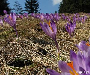Wiosna w Gorcach - krokusy