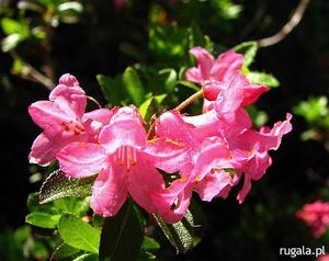 Azalia, tzw. rododendron