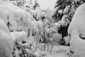 Gorgański las zawalony śniegiem