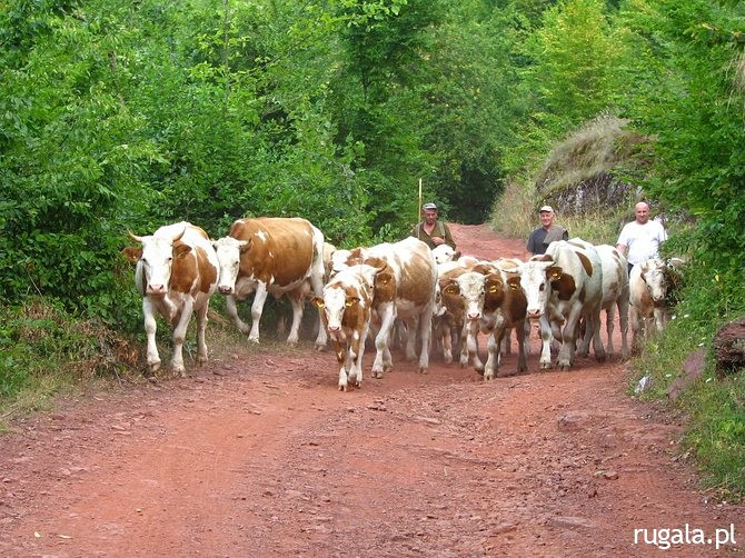 Pasterze bydła wracają do wioski
