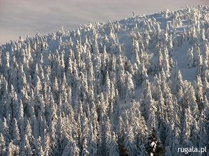 Zimowy las w masywie Pilska