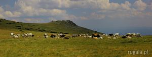 Stado krów na przełęczy Premkata