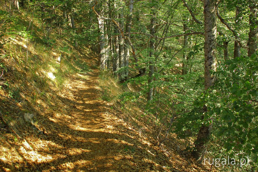 Zejście przez las do Rilskiego Monastyru