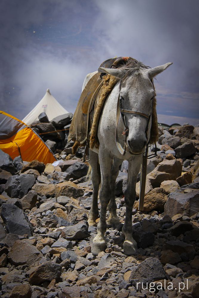 Koń-tragarz w II obozie pod Araratem