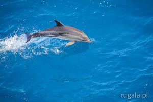 Delfiny płyną przy promie, okolice Krymu