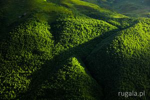 Zielone lasy Kaukazu