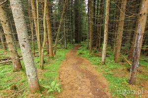 Leśna ścieżka Szybene - Połoniny Hryniawskie