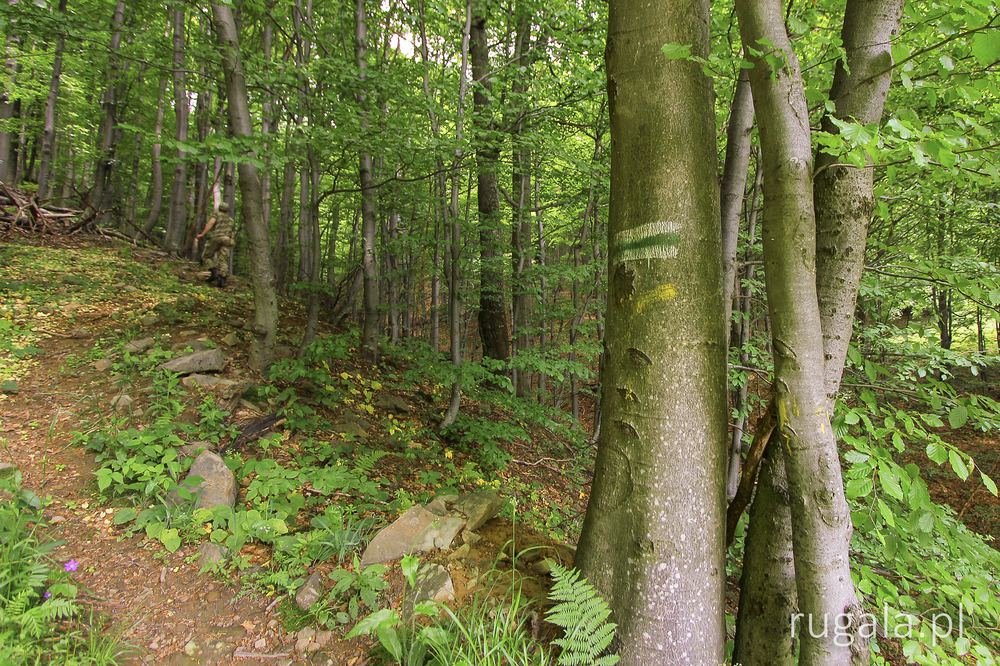 Zielony szlak przy podejściu na Przełęcz Bukowską z ukraińskiej strony