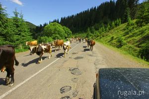 Krowy na drodze Wołowiec - Miżhirja