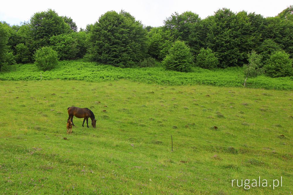 Koniki w paśmie Tupy, Ukraina