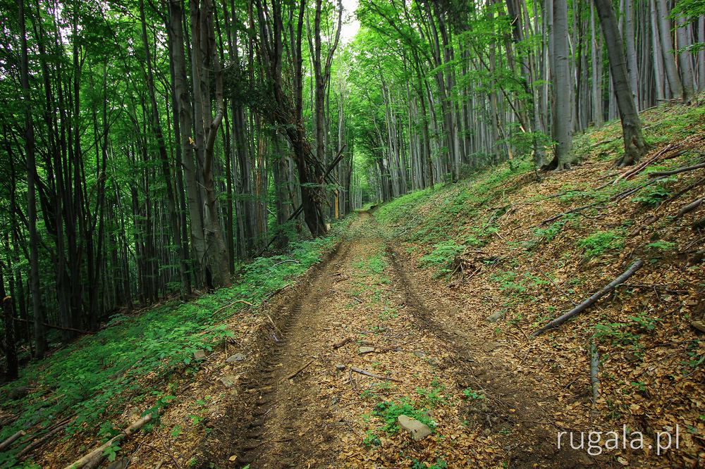 Leśną drogą w paśmie Siniak, Ukraina