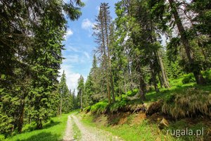 Leśna droga do Sirodul Mare, Góry Gurghiu