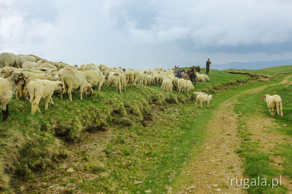 Pasterz w górach Iezer-Păpușa, okolice Vf. Văcarea