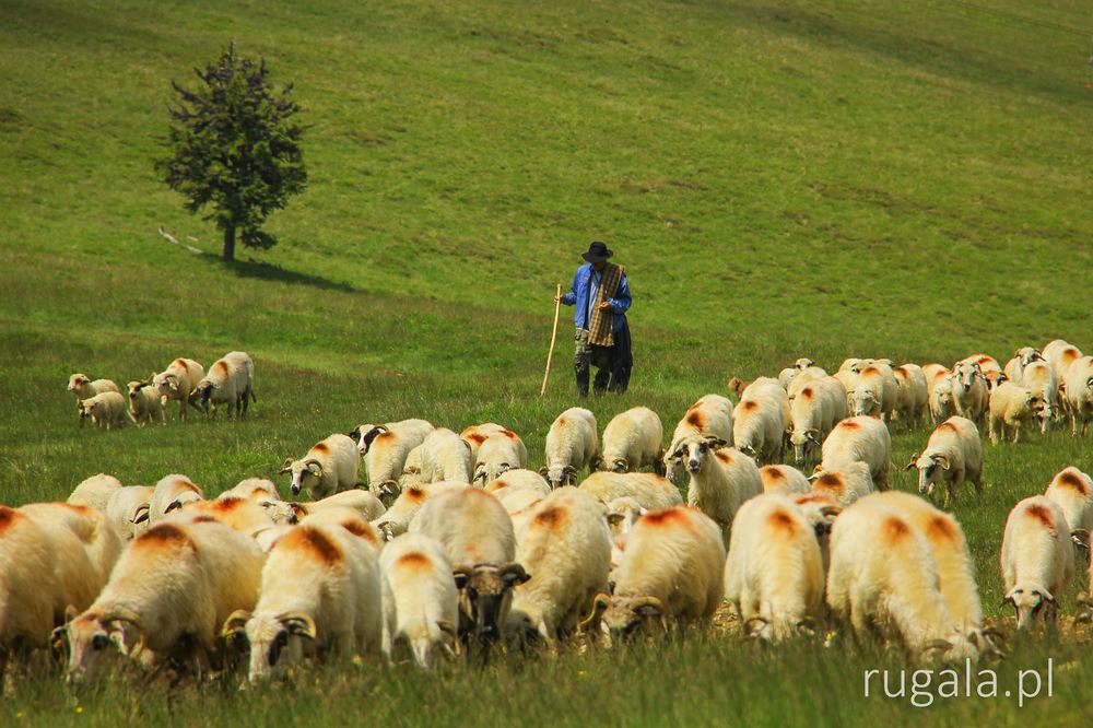 Pasterz z owcami w górach Șureanu