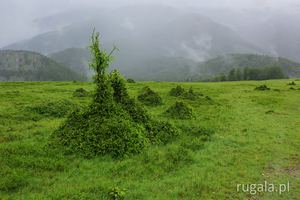 Zielone stożki w Górach Oslea