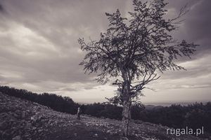 Drzewo w Munții Mehedinți