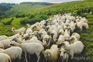 Owce pod szczytem Padeș, Poiana Ruscă