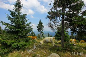 Krowy w Górach Vlădeasa