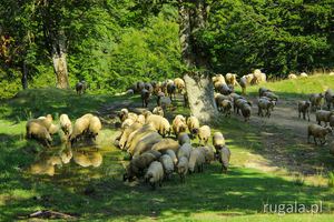 Owce przy Pasul Boncuța