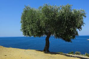 Drzewko oliwne nad greckim morzem