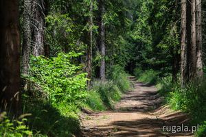 Droga przez las, okolice Jakubčákovej, Kozie Grzbiety