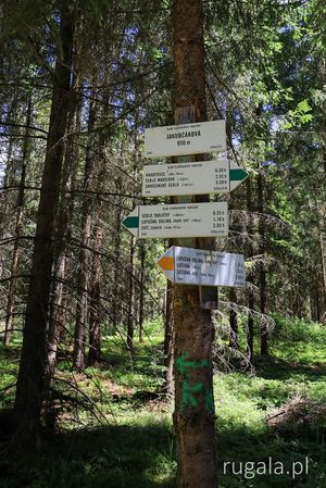 Jakubčáková (950 m) - rozwidlenie szlaków w drodze na Kozí kameň