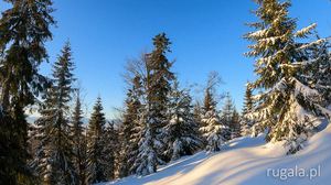 Zimowy gorczański las