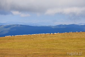 Owieczki na szczycie Cindrel, Góry Sybińskie