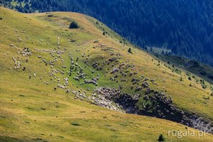 Owce pod Neamţu, Góry Baiului