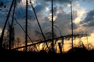 Zniszczony las na stokach Baraniej Góry