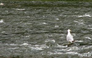 Mewa na rzece Poprad