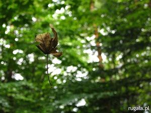 Lewitujący liść w Beskidzie Niskim