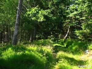 Urocze lasy Rudaw Janowickich