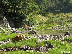 Dolina Škrka - krowy pasą się nad V. Škrčkim jezerem