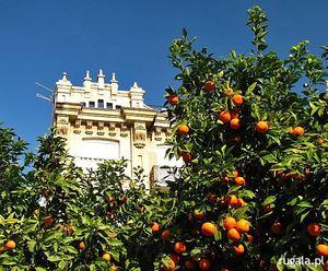 Hiszpańskie pomarańcze dojrzewają zimą w Murcji