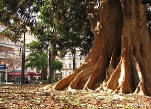 Stare drzewo w Murcji