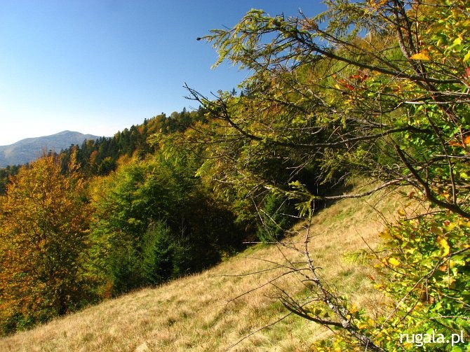 Dzwonkówka (983 m) - widok na południowy zachód