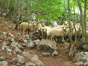 Przestraszone owce z Zastanu