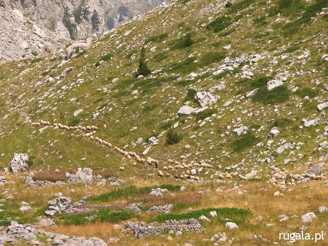 Pasterz ze swoim stadem owiec w dolinie Buni Jezerce