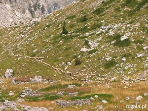 Pasterz ze swoim stadem owiec w dolinie Buni Jezerce