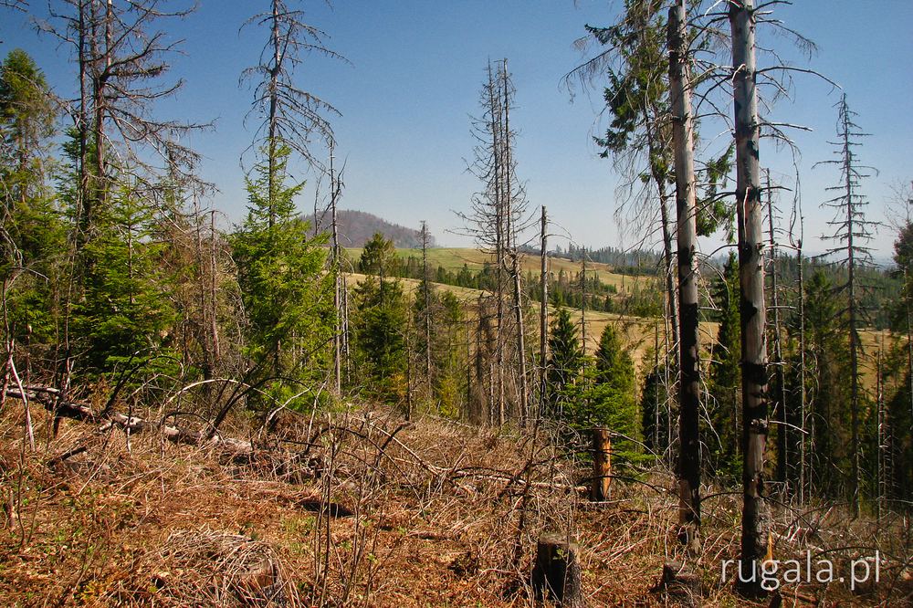 Zniszczony las przy Kińczyku Hnylskim